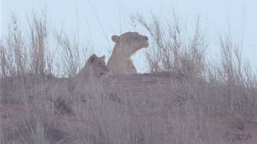 lioness with cub at her side hidden behind grass look out over sand dune , lioness sits up and looks out , then scratches herself