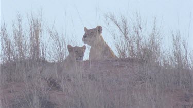 lioness with cub at her side move down sandy ridge, cub presses against mother they both stop to look. very nice light