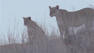 lioness with cub behind move down sandy ridge, cub presses against mother they both stop to look. very nice light