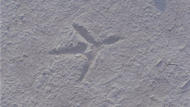 Ostrich spoor tracks and other bird prints in the dried muss of the clay pan , good smooth tracking shots , various shots