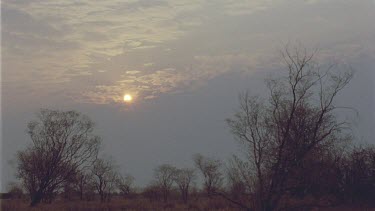 Sun setting through Acacia trees