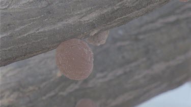 sap droplet from Acacia trees, a sweet delicacy for bushmen. hand comes into shot and plucks it from branch