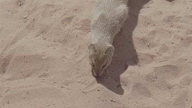 little mongoose sniffing in sand