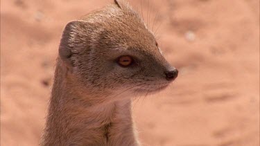 little mongoose on hind legs looking alert