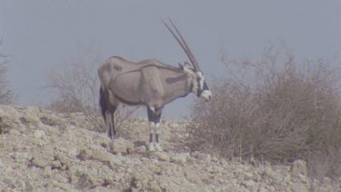 single Gemsbok male on crest of hill