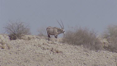 single Gemsbok male on crest of hill