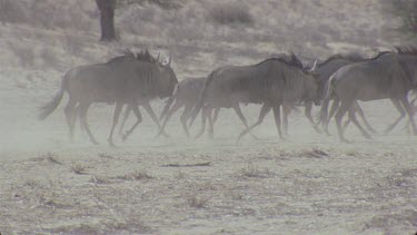 herd of wildebeest running