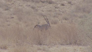 single Gemsbok wanders through desert grasses