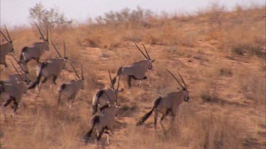 gemsbok herd runs up hillside