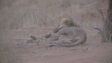 male lion rolls over in red sand , then lying under tree looking at camera