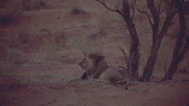 very low light male lion in silhouette , almost black , stalks