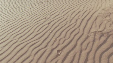 very nice light and clarity of tracks across a windswept sand dune , various animal tracks spoor