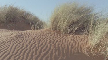 very nice light and clarity of tracks across a windswept sand dune , animal tracks spoor