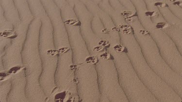 very nice light and clarity of tracks across a windswept sand dune with grassy hillocks , , animal tracks spoor , possibly mongoose tracks then tilt up of same shot