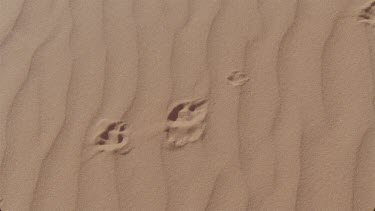 little tracks in the red sand , possibly millipede or insect