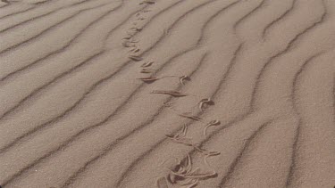small horned adder making tracks in the red sand