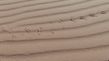 small horned adder making tracks in the red sand