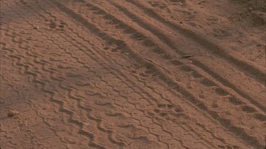 cheetah tracks on road on top of vehicle tracks