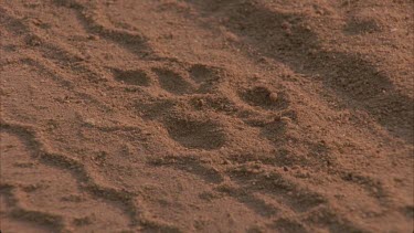 cheetah tracks on road on top of vehicle tracks