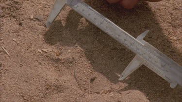 fresh lion or leopard spoor tracks in the sand , takes measurements with calipers