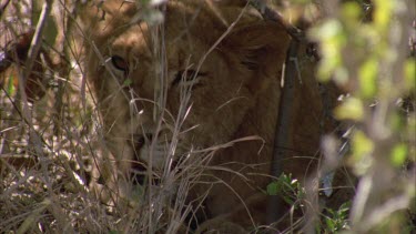 lioness in shade of thick bush