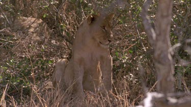 lioness in shade of thick bush looking out gets up and walks off