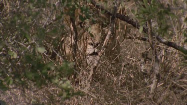 lioness in shade of thick bush looking out very well camouflaged