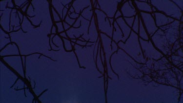 moon rising through branches
