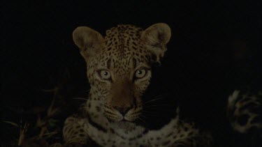 Leopard sitting down in undergrowth can see a radio collar faintly around its neck ,spotlight sweeps on and off