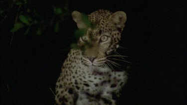 Leopard gets up from undergrowth can see a radio collar faintly around its neck ,spotlight sweeps on and off
