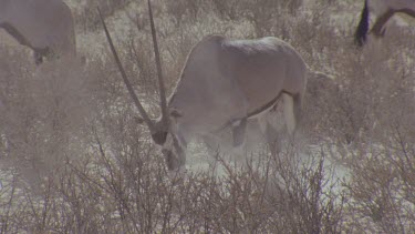 Gemsbok in low scrub pawing ground with hoof and a cloud of dust arising