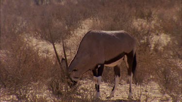 Gemsbok in low scrub rubbing base of horns over low scrub looks up and walks off another Gemsbok follows and she sees off