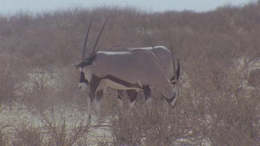 2 Gemsbok in low scrub could be courting behavior