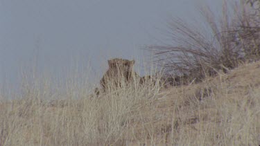 cheetah cubs and adults on crest of hill behind grass