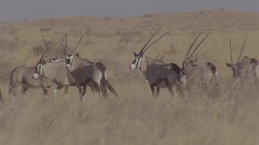 Gemsbok herd wandering around