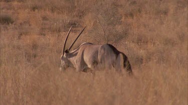 Gemsbok walking and looks