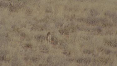 cheetah walking through long grass looking with cubs following very well camouflaged in the long grass