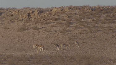 herd of springbok grazing