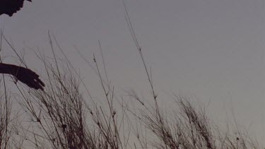 silhouette shot of Klaus Kruiper tracking walking across crest of hill with grass tussocks