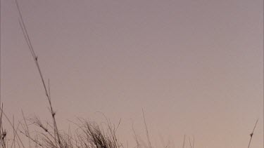 silhouette shot of Klaus Kruiper tracking walking across crest of hill with grass tussocks followed by Louis Liebenberg