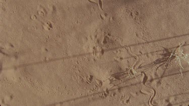 along huge variety of tracks spoor in the red sand early morning light