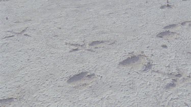 Ostrich spoor tracks and other bird prints in the dried muss of the clay pan , good smooth tracking shots and tilt up to reveal bushman tracker looking down at tracks very nice shot