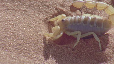 CM0001-TR-0047951 scorpion walks across the red sands leaving prints tracks spoor behind , tries to dig itself into hole