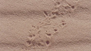 scorpion walks across the red sands leaving prints tracks spoor behind , tries to dig itself into hole