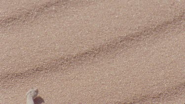 horned adder moves through sand making tracks