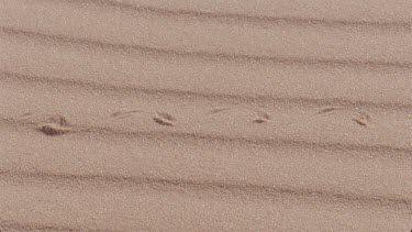 horned adder moves through sand making tracks