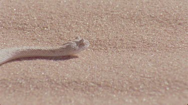 head of horned adder moves through sand making tracks , very nice shot