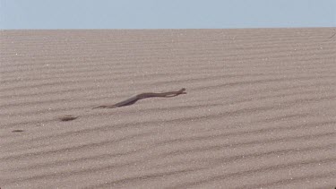horned adder moves through sand making tracks up dune