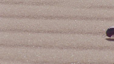 millipede moves through sand making tracks , very nice shot