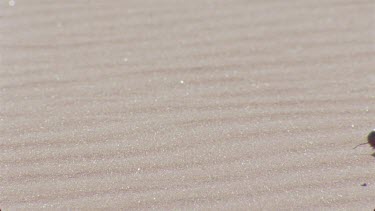 millipede moves through sand making tracks , very nice shot , flies in foreground then land on back